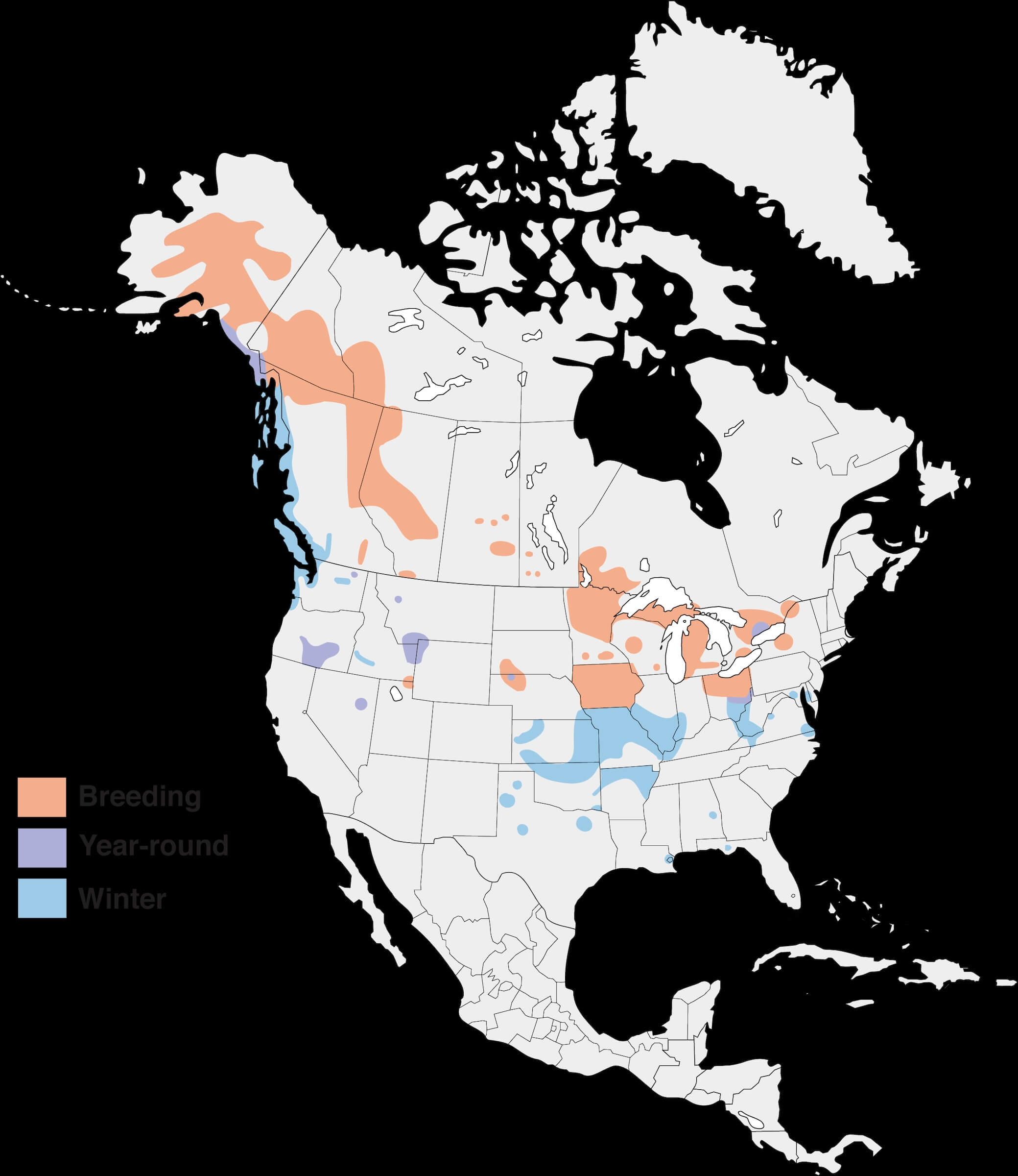 trumpeter-swan-migration-map.jpg